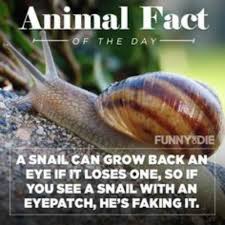 Did You Know A Snail Can Grow Back An Eye If It Loses One Optometry Facts Animal Facts Fun Facts About Animals Optometry Humor