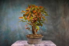 Image result for Ficus ingens
