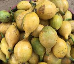 Image result for Garcinia punctata