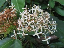 Image result for Ixora kalehensis
