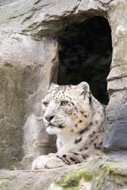 Snow Leopard In Cave Snow Leopard Snow Animals Leopard Painting