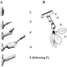 Pdf Architectural Types In Apple Malus X Domestica Borkh