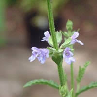 Image result for Salvia stenophylla