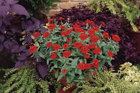 The following list provides a selection of beautiful flowering plants that can be cultivated without much danger of slugs or snails eating them. Fire