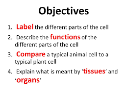 Check spelling or type a new query. Cells Objectives Label The Different Parts Of The Cell Describe The Functions Of The Different Parts Of The Cell Compare A Typical Animal Ppt Download