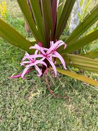 Image result for Crinum walteri