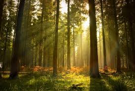 With a poorer soil and very much influenced by the maritime climate, this area is 20,000 hectares. 3 5 Sur Le Prix De L Hectare De Foret En 2018