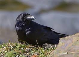 Crows create a sound like core and purr on the other hand ravens sound with a call that is croaky. Bbc Nature Uk Autumnwatch Unsprung Round Up