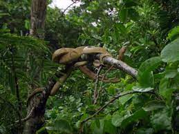 I'm sending you and your parents on an island vacation! Island In Brazil Has So Many Snakes That Humans Aren T Allowed On It