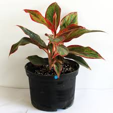 Aglaonema silver queen, maria and aglaonema siam are just a few varieties. Aglaonema Siam Aurora Aglaonema Lipstick Plant Pronomina Store