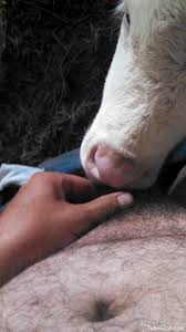 Veal licks mans dick and causes him a huge orgasm