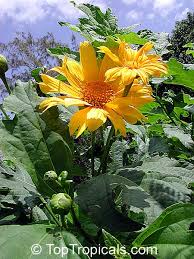 Image result for Tithonia diversifolia