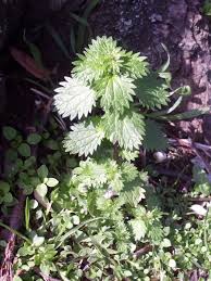 Image result for Elatostema welwitschii