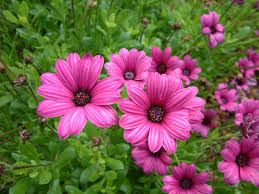 Image result for Osteospermum