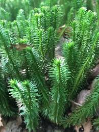 Image result for Huperzia gnidioides