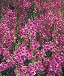 Image result for Jamesbrittenia integerrima