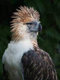 Prefers to eat monkeys, particularly macaques. 45 Philippine Eagle Ideas Philippine Eagle Eagle Birds Of Prey