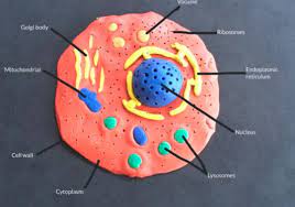 We did not find results for: The Amazing World Of Cells World Ocean Observatory
