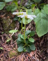 Image result for Jasminum streptopus