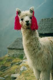 39 Razones Por Las Que No Deberias Visitar Peru Llama Alpaca Llama Face