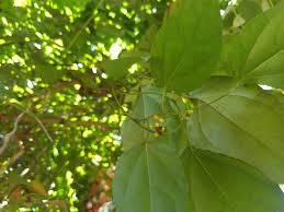 Image result for Tiliacora