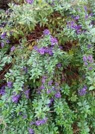 Image result for Astripomoea malvacea