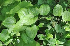 Greenbrier is the common name for a number of individual species of vine. Common Carrion Flower Smilax Lasioneura Hook