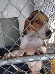 Volunteers For Greene County Animal Volunteers For Greene County Animal Control Tn Animal Shelter Green County Animal Control