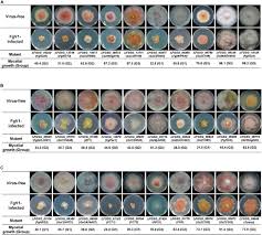 Image result for Fuirena abnormalis