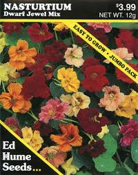 Image result for Nasturtium