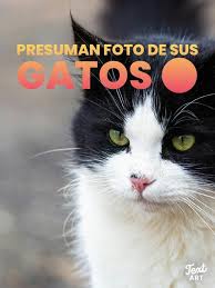 AMO A LOS GATOS!! Y QUE?! PARAGUAY