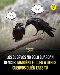 Inteligencia de los Cuervos: Reconocimiento y Comunicación | TikTok