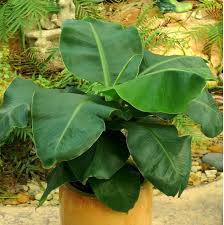 Image result for Musa sp. (Ornamental bananas)