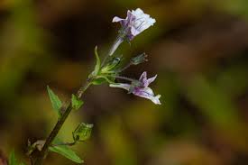 Image result for Nemesia zimbabwensis