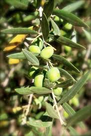 Dis Tu Sais Comment On Fait L Huile D Olive Audrey Cuisine Huile D Olive Olives Huile