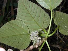 Image result for Scepocarpus trinervis