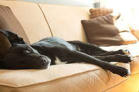 As you give the off command, show your dog the treat. 6 Ingenious Tips That Ll Help You Keep Your Couch Pup Free Barkpost