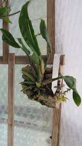 Image result for Polystachya maculata