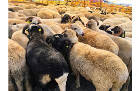 Since the time of prophet mohammad, muslims have sacrificed animals (qurbaani) on the day to honour ibrahim's spirit of sacrifice. Subsidised Sacrificial Sheep To Be Available For Qataris From Today