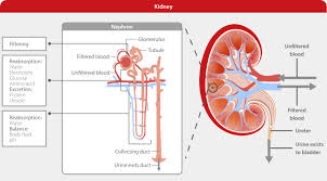 Image result for Renal Function