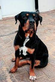 Rottweiler dobermann mischling eigenschaften hallo. Aufmerksam Und Intelligent Shz De