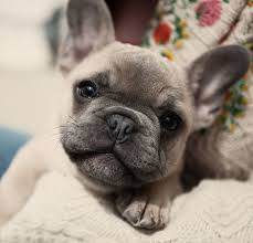 Maybe you would like to learn more about one of these? French Bulldog Breeder Http Www Frenchbulldogbreed Net For Sale Html Franse Bulldog Franse Bulldog Blauw Franse Buldog