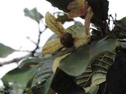 Image result for Monotes africanus