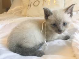 Their nose leather and paw pads are slate blue. Blue Point Siamese Kittens For Sale