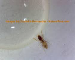 Tiny ants on kitchen counter. How To Get Rid Of Those Tiny Little Ants Called Ghost Ants Video
