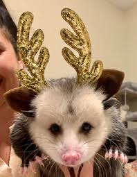 Absolutely love this group..possoms r awesome ..Tucker is my buddy