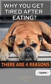 Why I Am So Tired After Eating In 2020 Tired After Eating Sleepy After Eating Always Tired