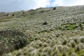 Image result for Poa binata