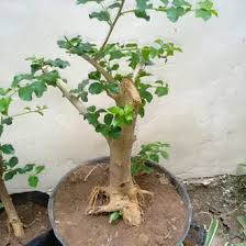 Pohon sisir di alam liar. Jual Produk Bonsai Sisir Termurah Dan Terlengkap Agustus 2021 Halaman 2 Bukalapak