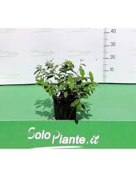 L'iperico è una pianta medicinale che svolge un'importante azione cicatrizzante. Vendita Online Hypericum Calycinum Iperico Solopiante It